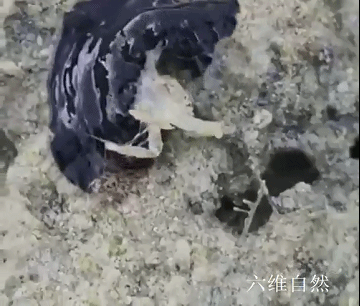 海洋中一只黑色海扁虫捕食小螃蟹,就像毒液一样,用身体缠食猎物