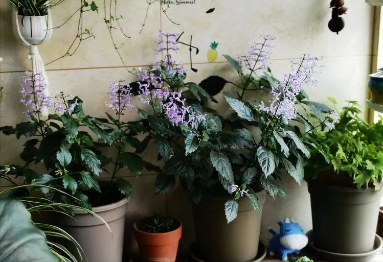 6㎡封闭阳台造花园，1寸空间也不浪费，不出门也能看风景