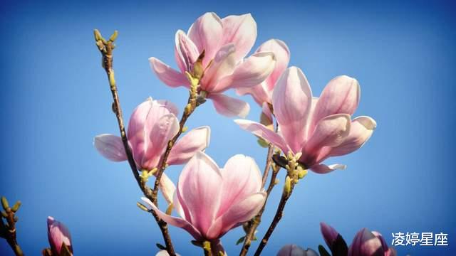 凌婷星座|因为有爱，所以依赖，感谢月亮处女座的在意，余生色彩变得幸福