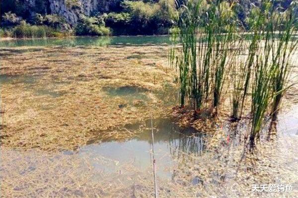 鲫鱼|冬季钓鱼，如何钓到大鲫鱼？事实证明，大鲫鱼喜欢在这些位置过冬
