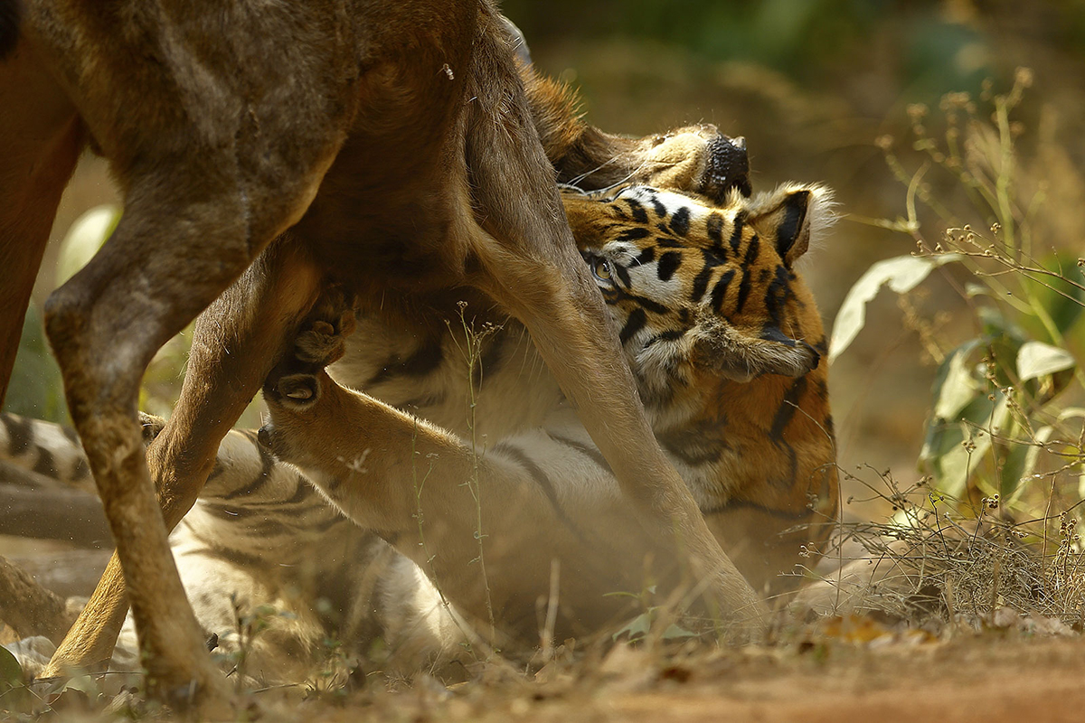 老虎 将老虎追着打的懒熊,比棕熊还厉害吗?实际上是这的老虎更“怂”