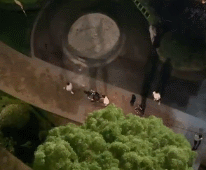 陈羽凡|关晓彤张一山拍戏，片场专心背台词互不理睬，关晓彤瘦到脚筋凸起