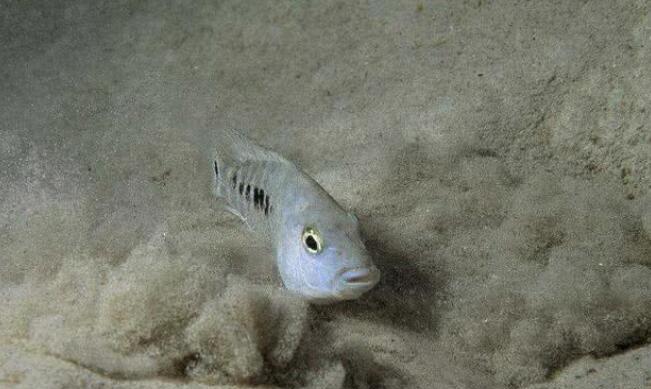 火山 在地球上挖一个水湖，不限时长、不去干预，能长出鱼类吗？