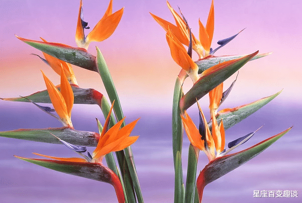 星座百变趣谈|十二生肖中脾气大，不好惹的生肖女，尤其是第一名，难有好人缘