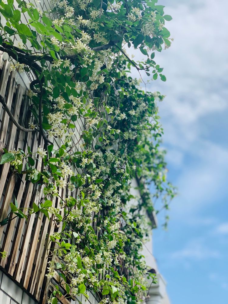 古镇 我的54㎡露台花园,一个可在花丛中漫步的地方,舒适宜人美不胜收