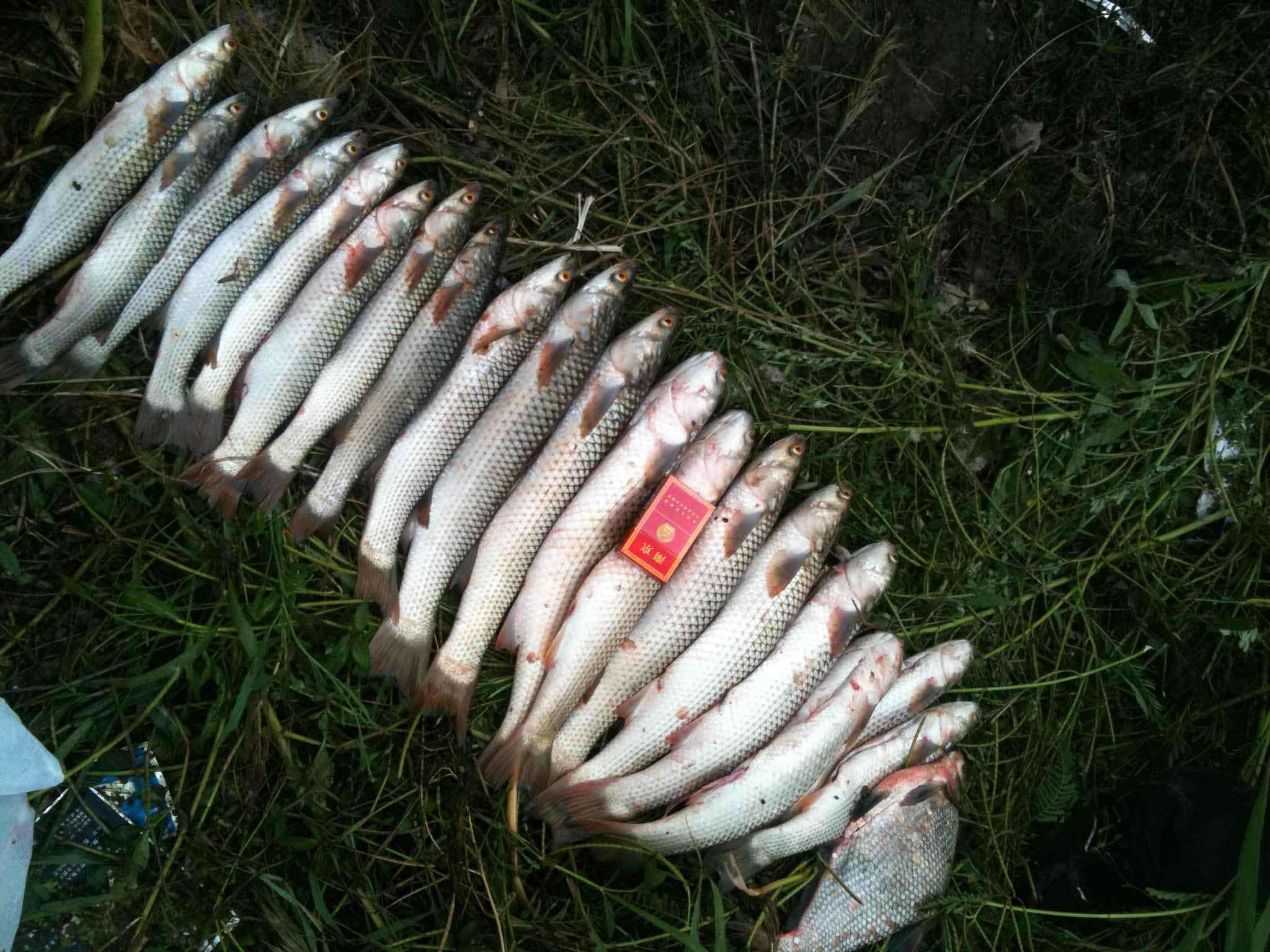 邯郸|水库垂钓总没渔获，这些技巧试一试，想要空军都难