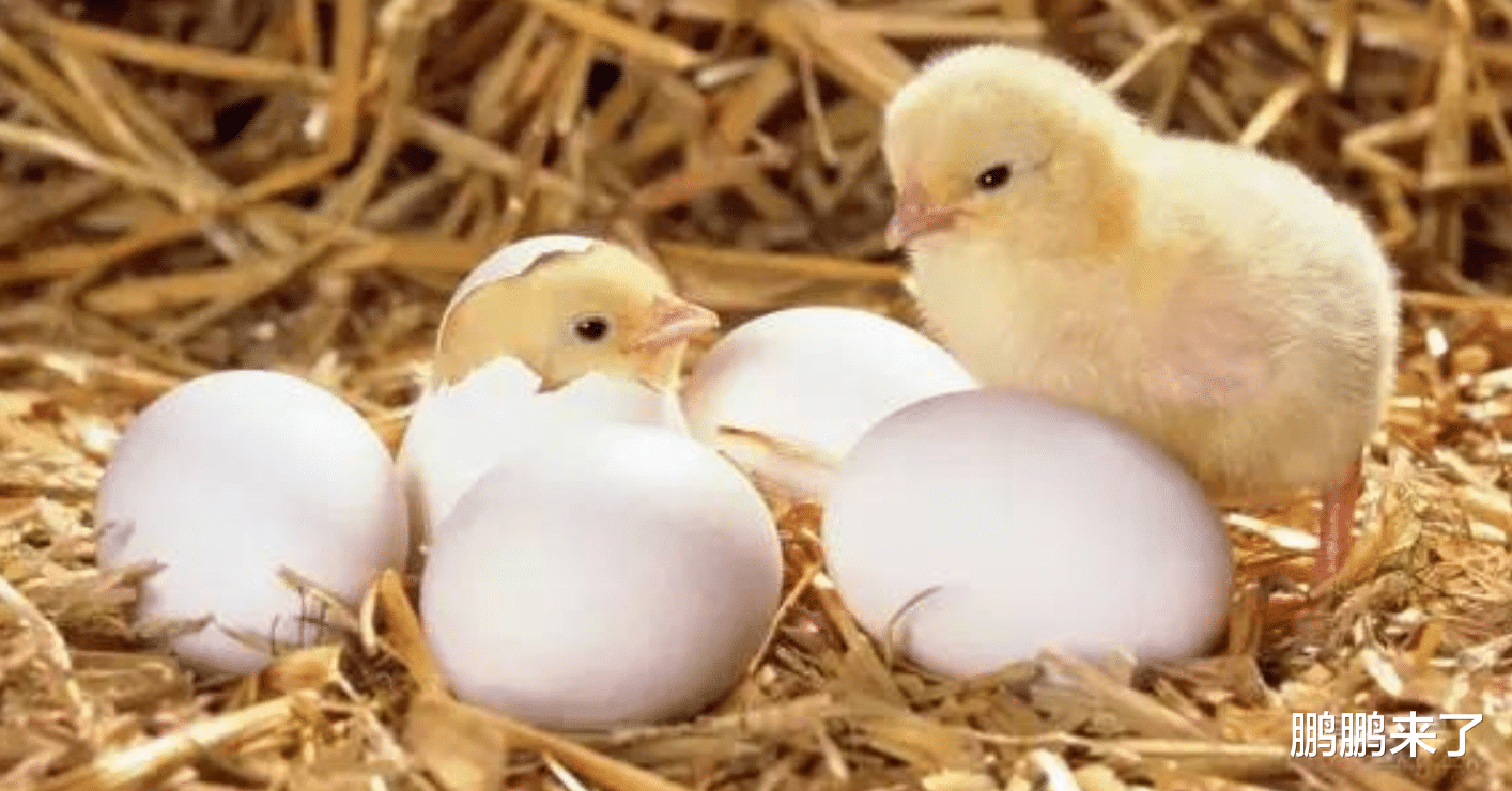 西装|12月下旬属鸡人迎来翻身机会，把握天赐良机，成功鱼跃龙门