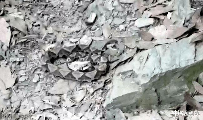 毒蛇 蛇的软肋是什么？真的不是雄黄粉，两场实验告诉你答案