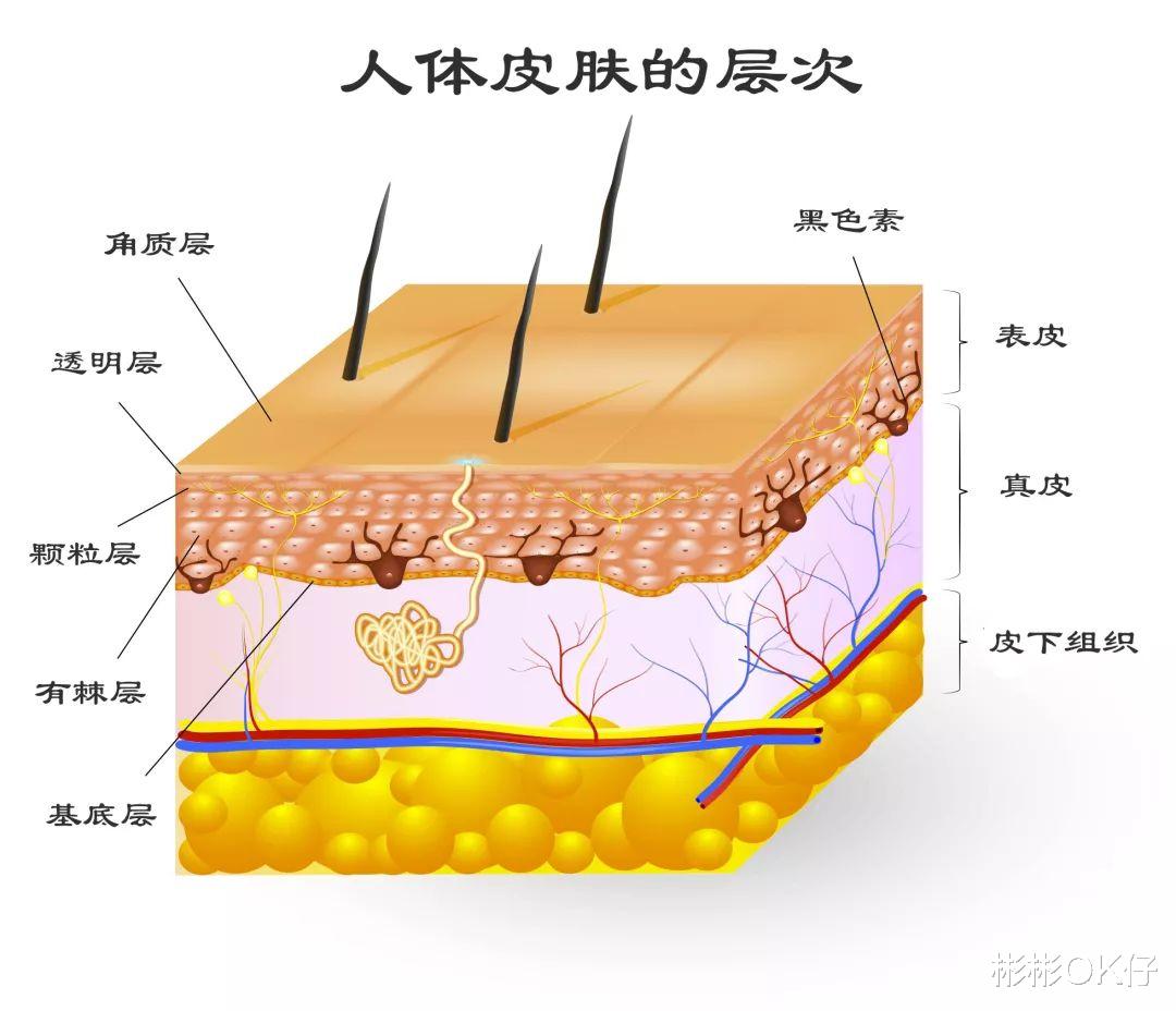 杨幂 你所知道的护肤“伪概念”有哪些？你又对哪些概念深信不疑呢？