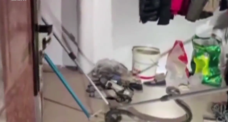 眼镜王蛇 2米多长眼镜王蛇夜躺女子被窝