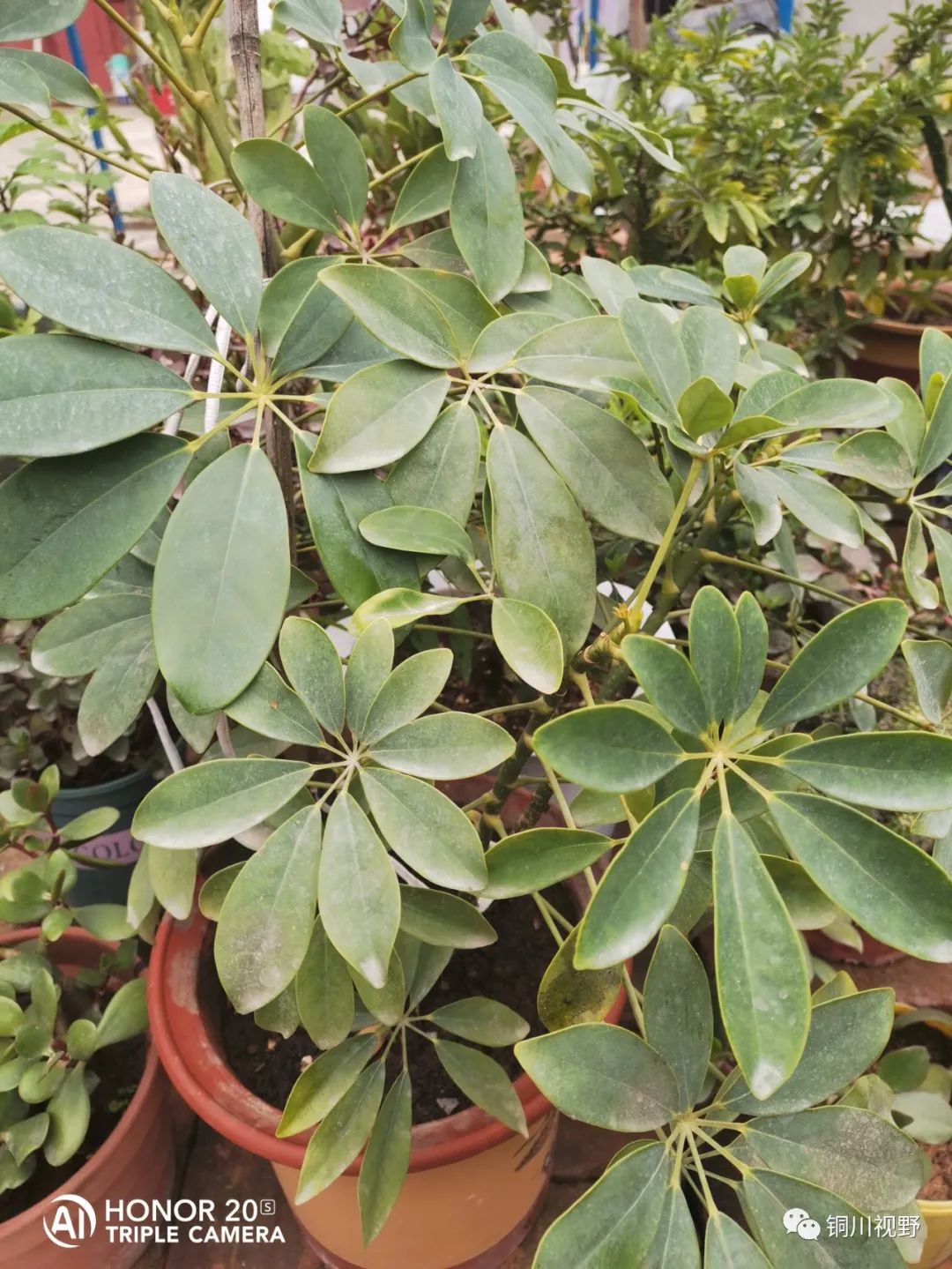 铜川周春辉 花花草草自己种，五月欣赏正当时