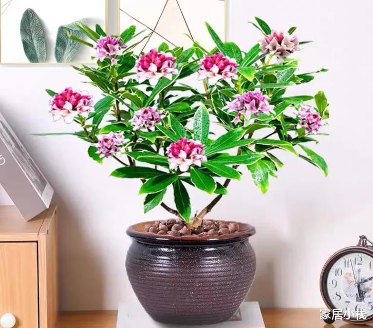 家居小栈|中秋前养花,4种花建议养护,正值生长旺季,好管理