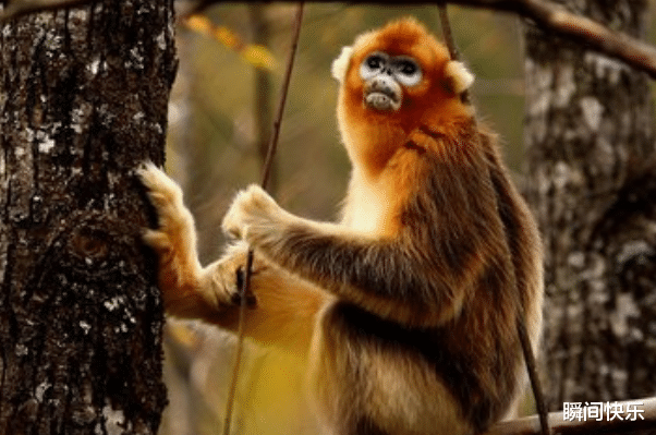 |5月底，生肖猴、生肖虎、生肖兔迎风翻盘，突破困境，事业创新高