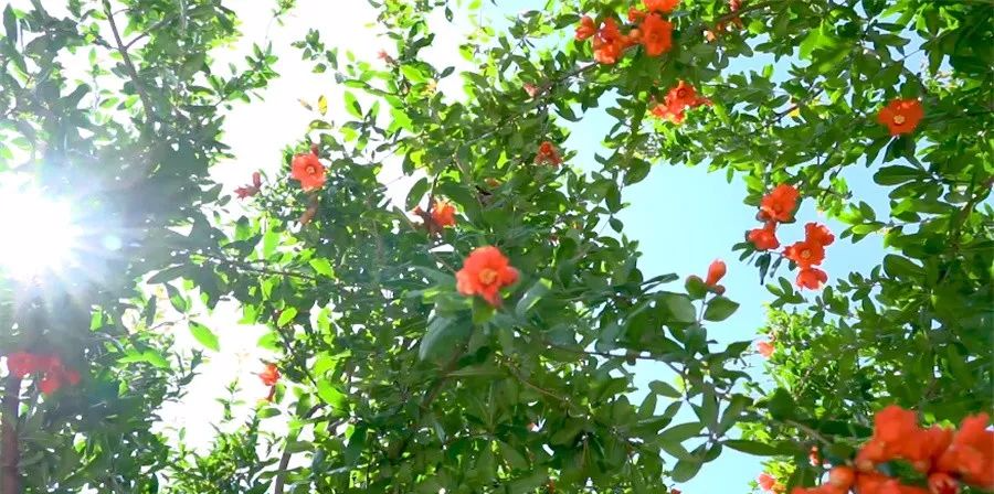 贵州出行 初夏与“榴花”