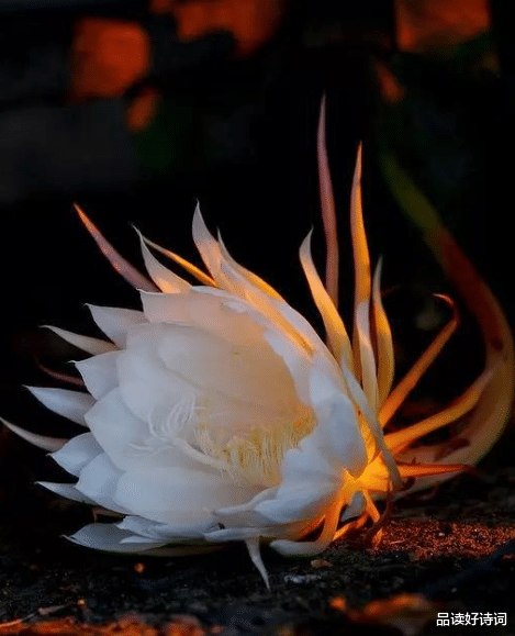 |「诗词鉴赏」昙花一现为韦陀，古诗词里的昙花，一现刹那芳华
