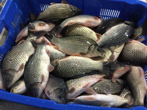 重金属|请停止食用这5种鱼，可能含有甲醛和重金属，建议转给家里人看看