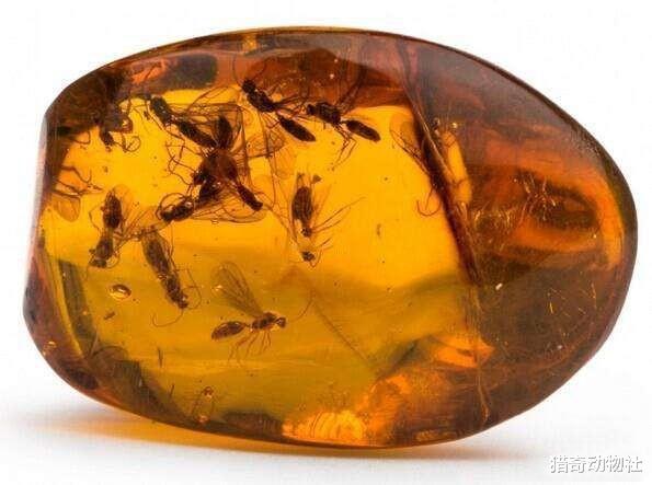 如果人的尸体被琥珀包裹,还会腐烂吗?为什么?