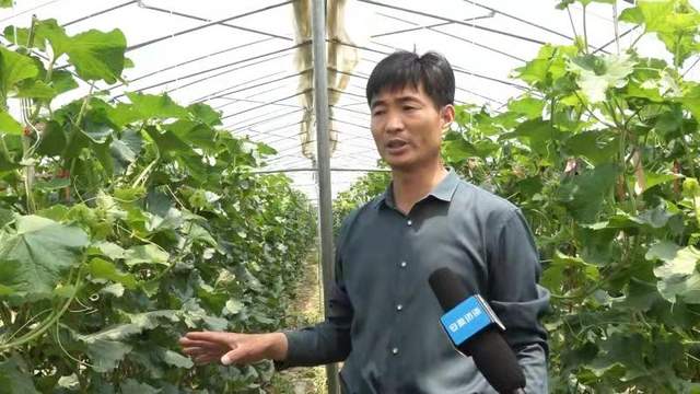 皖美徽乡 快来吃瓜!肥东本土哈密瓜即将上市,八斗富硒哈密瓜等你来摘