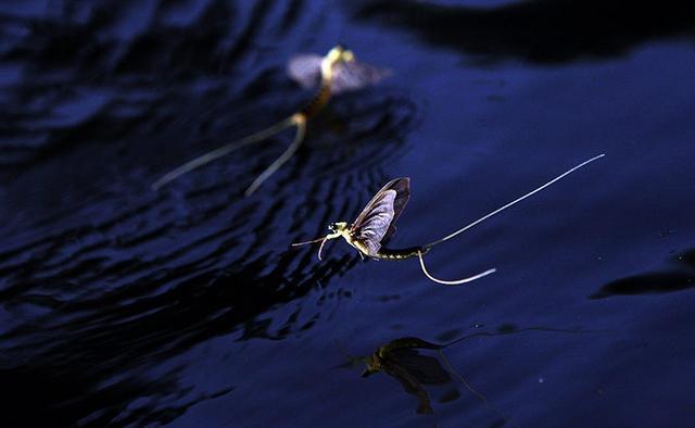 秦始皇 有着两亿年历史的蜉蝣，长大却只能活一天，朝生暮死说的就是它