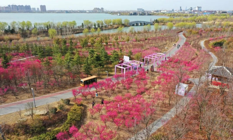 烈山文化旅游体育局 梅开正当时,南湖暗香来!