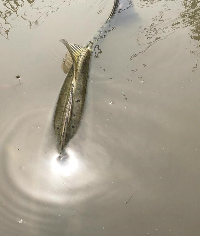 农业农村部|浙江钓友小河里钓获少见的大鲈鱼，因是繁殖期，随后放生