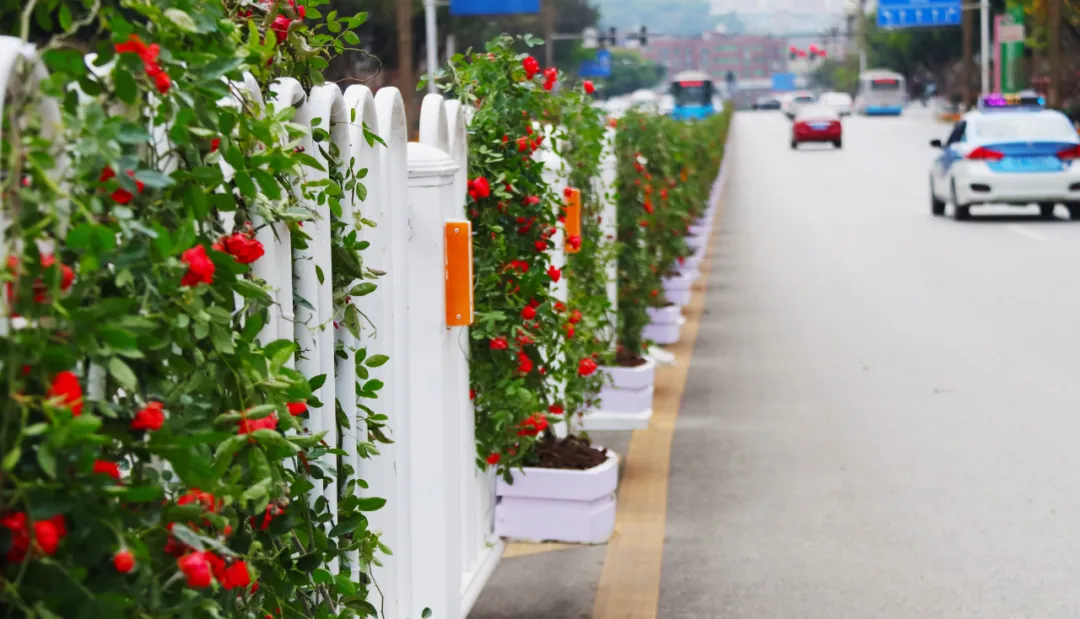 川东周末 因为它们，广安街头颜值爆表！