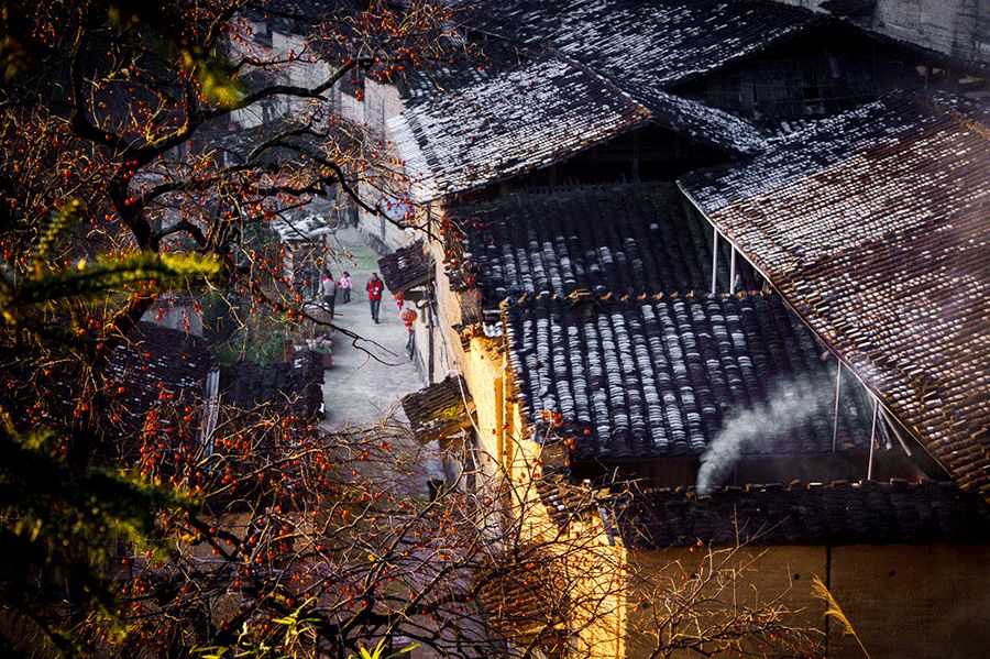 霜起柿子红,许你事事如意
