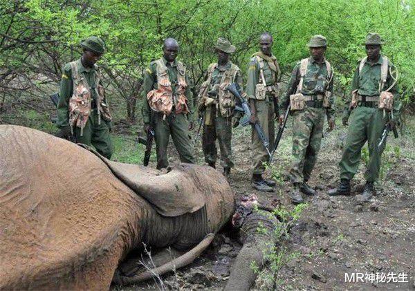 MR神秘先生|动物也会记仇?5大动物复仇事件,狐狸也会开枪伤人