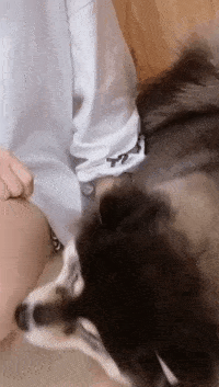 动物庄园|玩的好的女生送我一个娃娃里面居然有窃听器,我该不该报警?