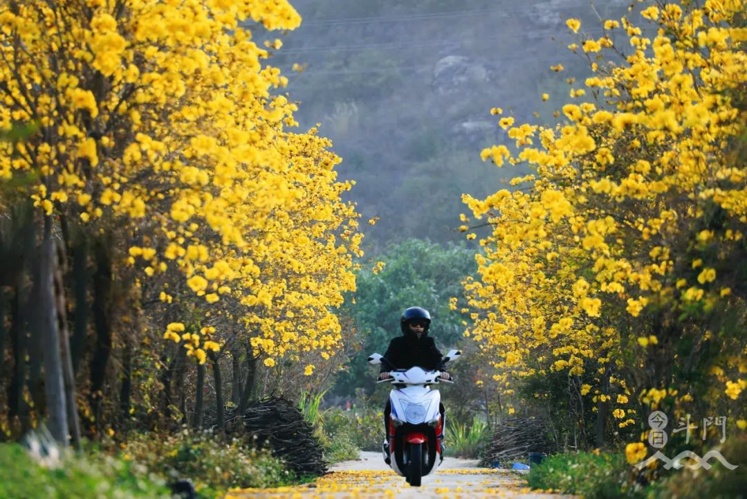 业主交流 太靓啦!珠海满城遍地“小黄花”!快快约起来!
