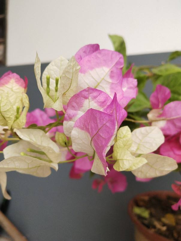 花百科 6个三角梅勤花品种,养好1棵就能开爆,一开花就成“摇钱树”