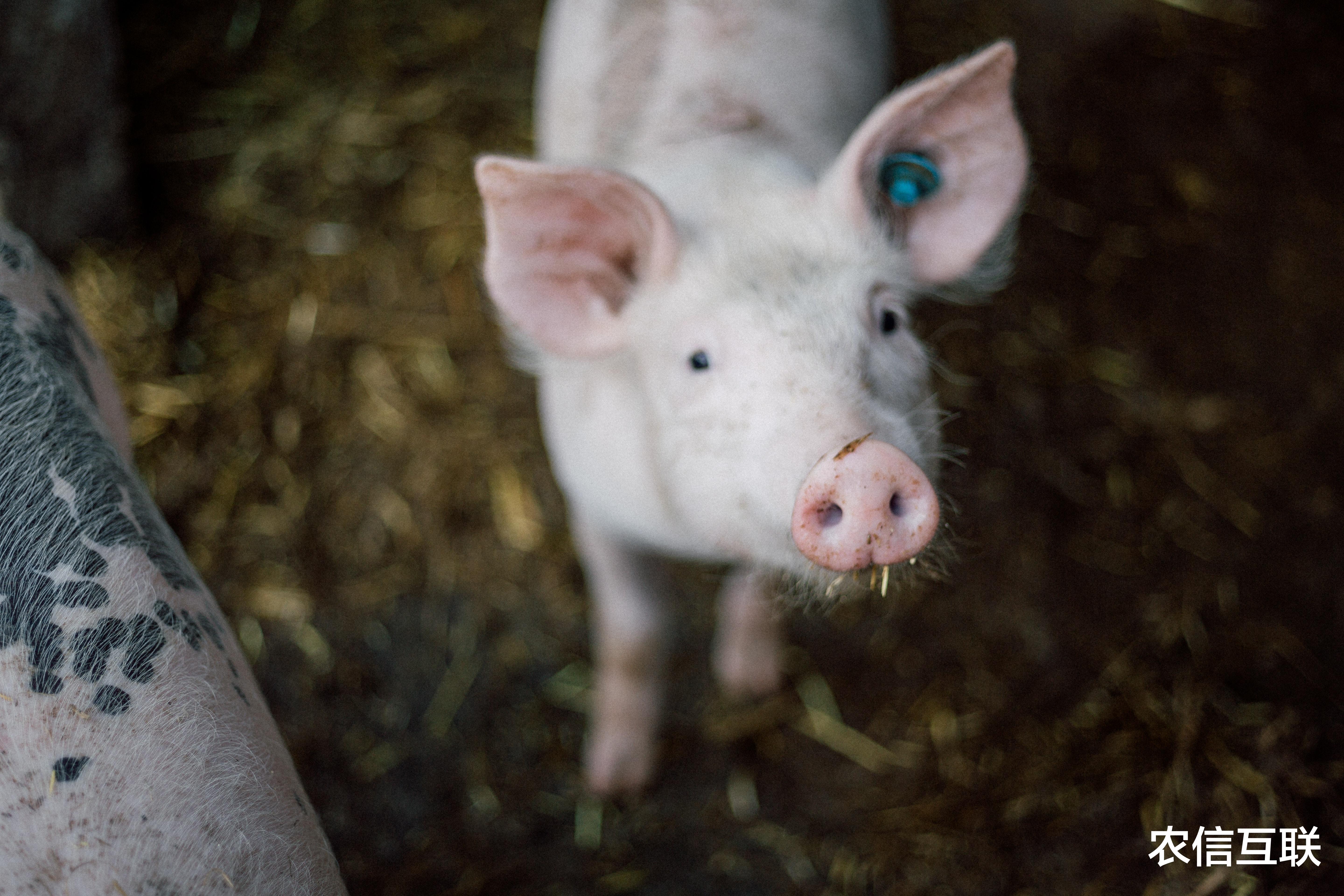 生猪价格 猪价跌到个位数，“砸盘”原因已找到！养殖户踩踏出栏，还跌？