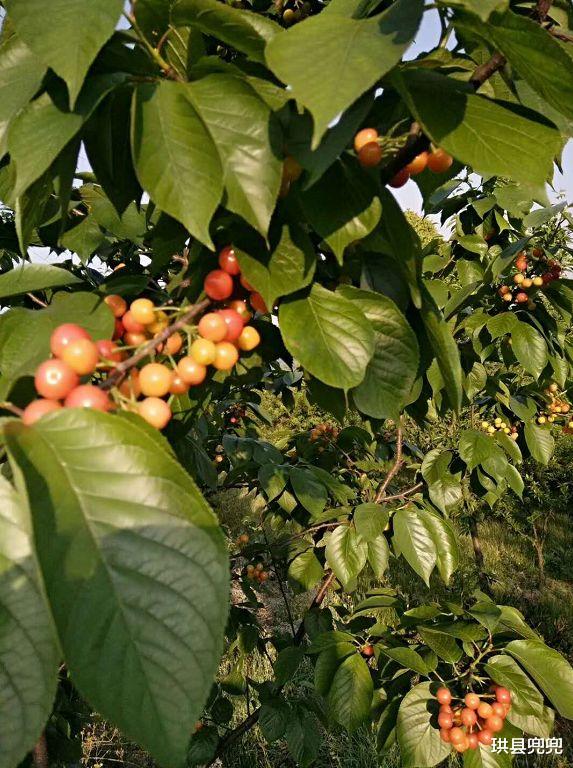 珙县兜兜 红了！熟了！宜宾周边樱桃采摘攻略来啦！现在去正好！