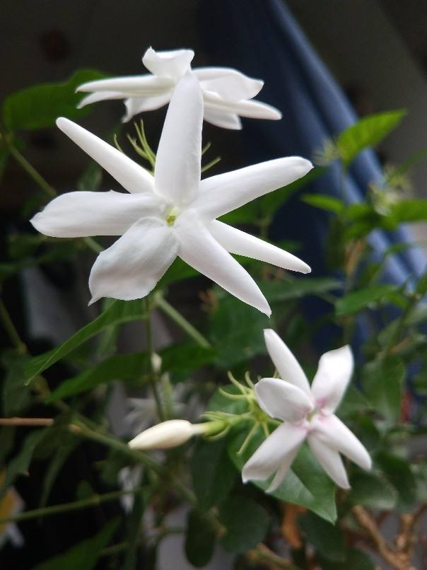 6种植物自带香气，家里种上一盆，简直就是“活香水”