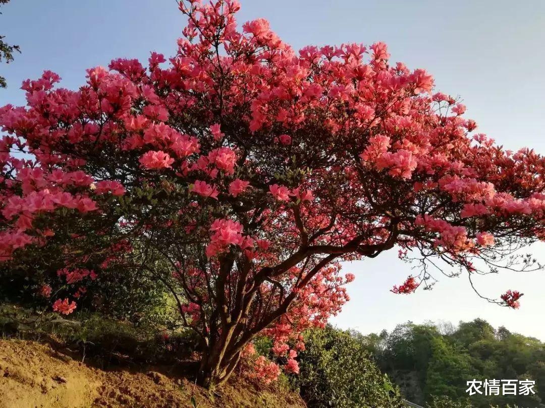 农情百家 几十年前不理睬，如今老桩价值高，若在山中遇到它，一定要珍惜