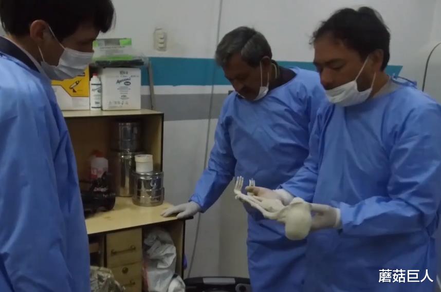 UFO 三指外星遗骸现世，不明飞行物频繁出现，人类你准备好了吗？