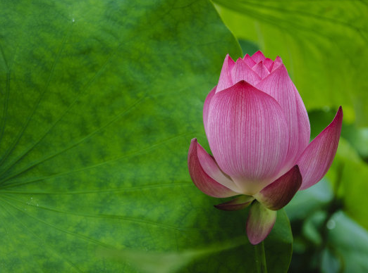 星临天下|8月下旬，运势转衰为旺，4属相喜报频传，事业有成