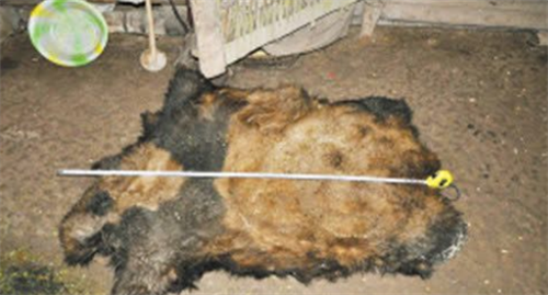 他因自家羊被熊猫咬死,持枪残杀大熊猫,卖了70斤肉后是何结局?