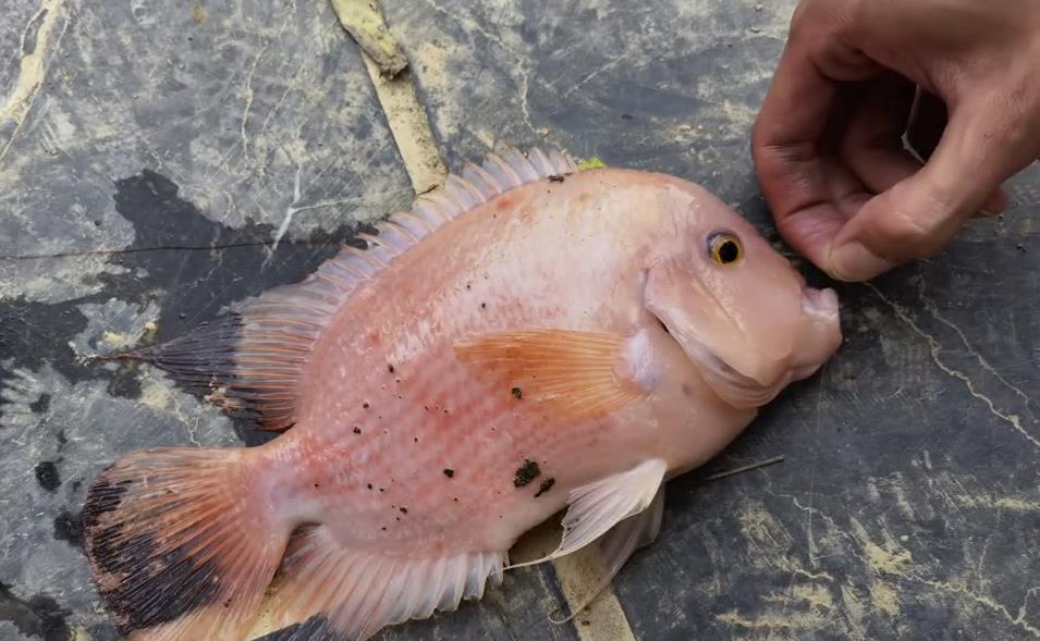 |安徽河道出现罗非鱼?合肥钓鱼人店埠河钓起怪鱼,随后放生