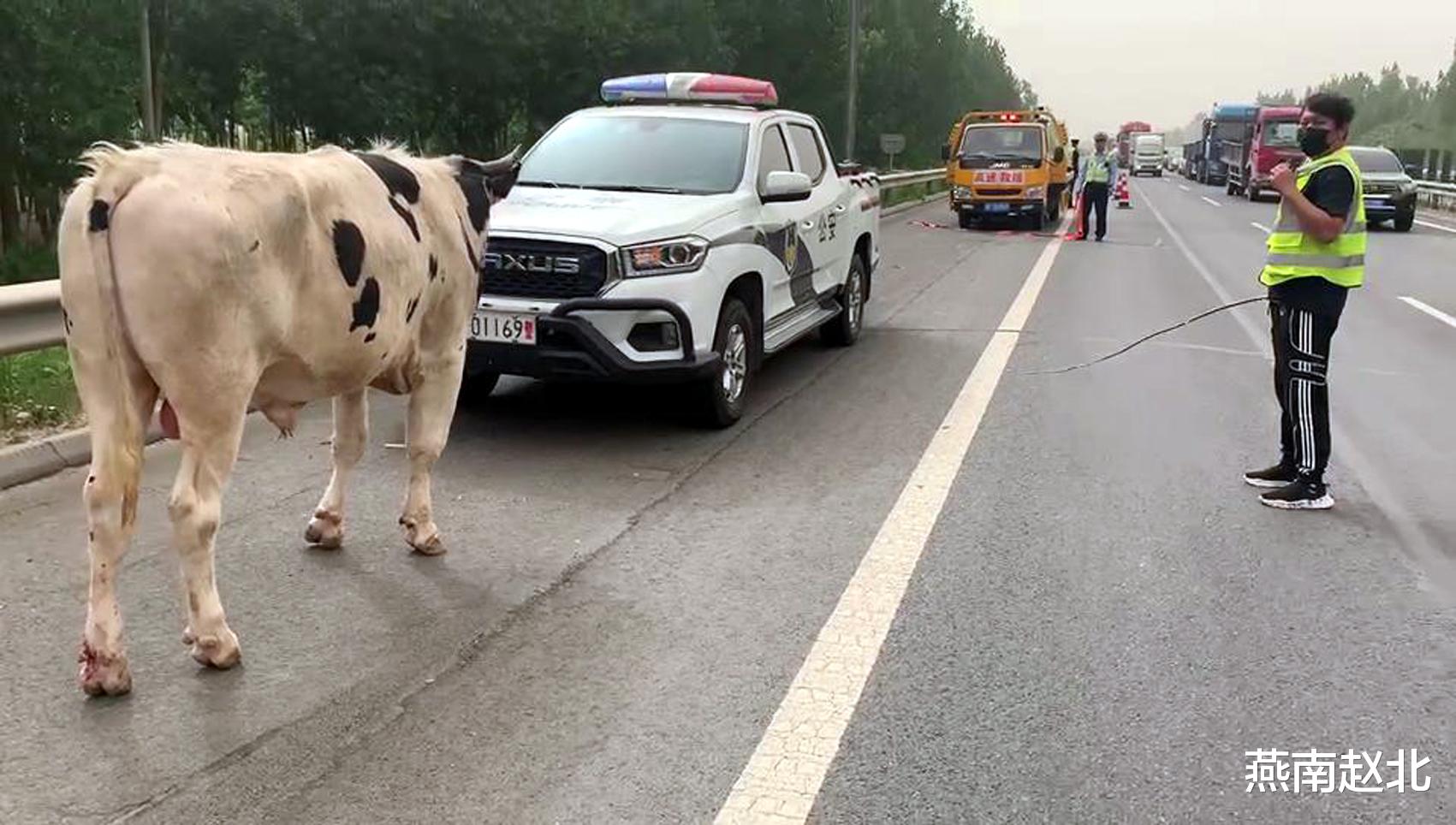燕南赵北 保定两头牛撞开货车护栏掉落高速公路，交警变身斗牛士排险