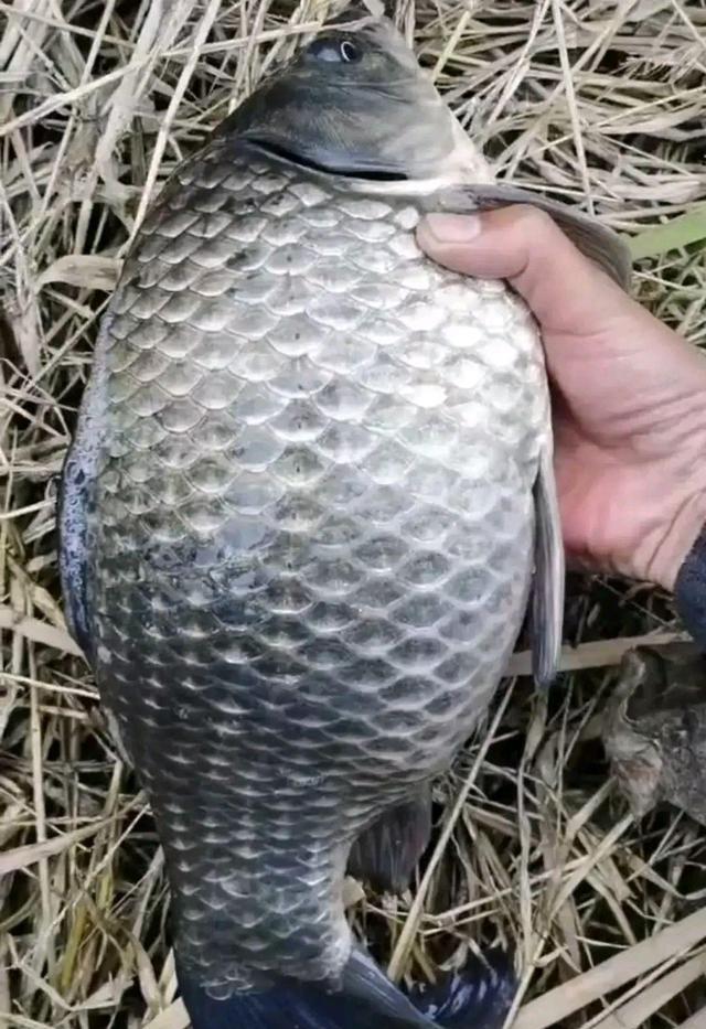 龙虾|春季，抢到这4个钓位，就能独享“丰收”的喜悦？