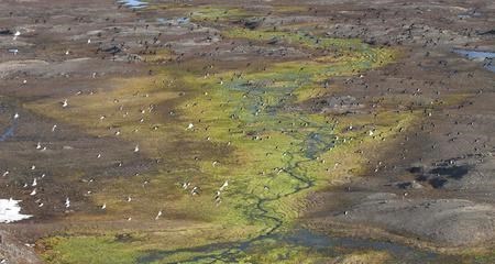 基因 北极“深坑”越来越大，释放大量远古气体，专家提醒世人要警惕