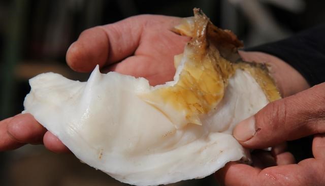 百哥曰|价值百万！太岁究竟是什么，不属于任何生命形式的“怪肉”？