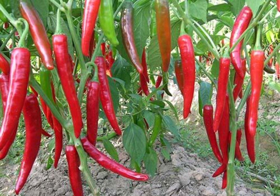 按摩|提醒胃不好的人，劝你少吃3种食物，4个养胃的方法，早学早受益