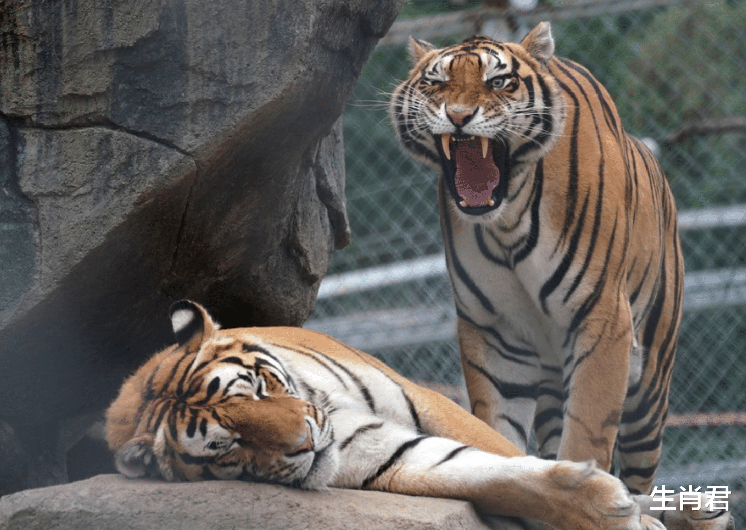 穿衣搭配|2021年底万事大吉，事业一帆风顺，属虎人终等到柳暗花明