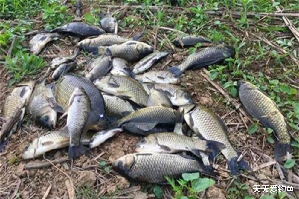 鲢鳙|秋季分“三色”，秋季不同阶段，鱼在不同位置，钓位选择有变化！