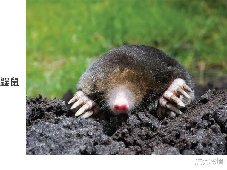  萨满力量动物详解：鼹鼠、猴子