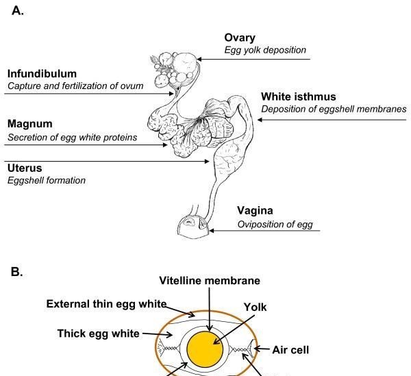 花颜有情兮 明明无需公鸡存在,母鸡就能自行生蛋,公鸡有什么存在的必要么?