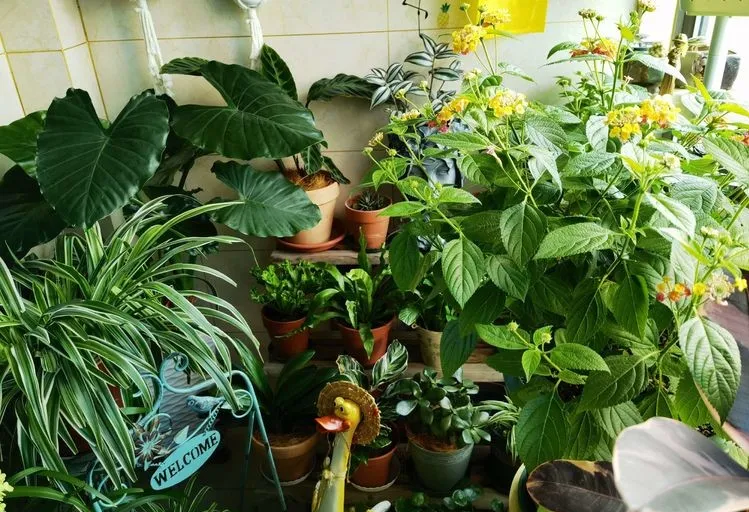 6㎡封闭阳台造花园，1寸空间也不浪费，不出门也能看风景