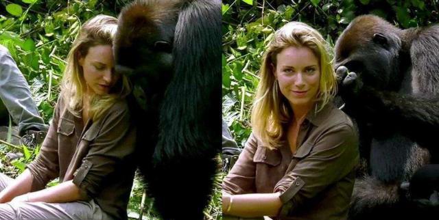 黑猩猩 人类能与猿类“繁殖”新生命吗？女性志愿者加入，结果如何